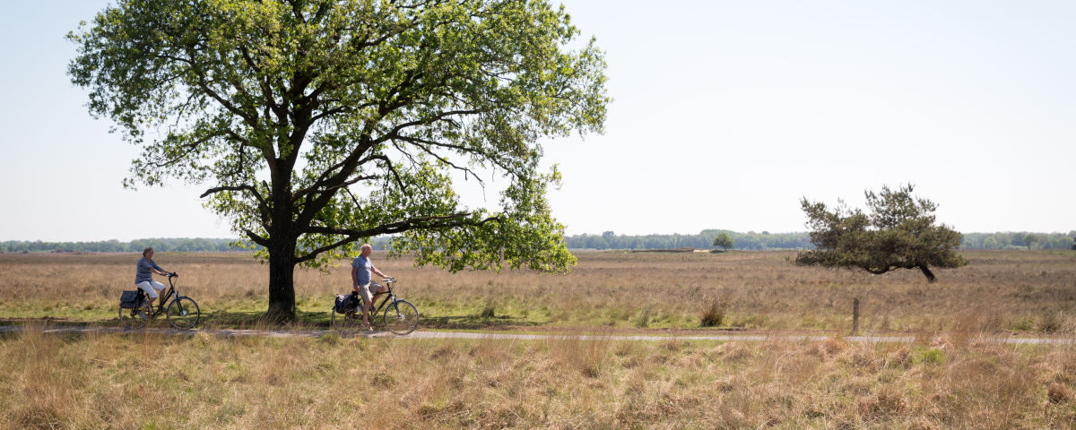 dwingelderveld_fietser