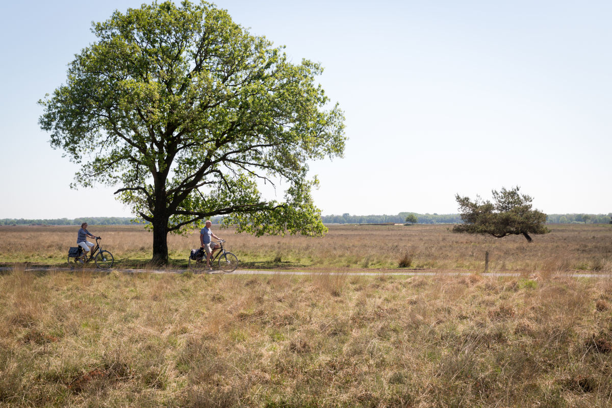 dwingelderveld_fietser